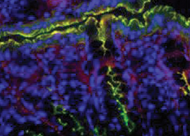 Claudin 8 Antibody in Immunocytochemistry (ICC/IF)