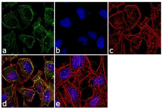 MYBBP1A Antibody in Immunocytochemistry (ICC/IF)