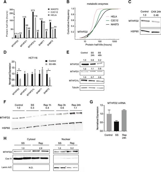 Lamin A/C Antibody in Western Blot (WB)