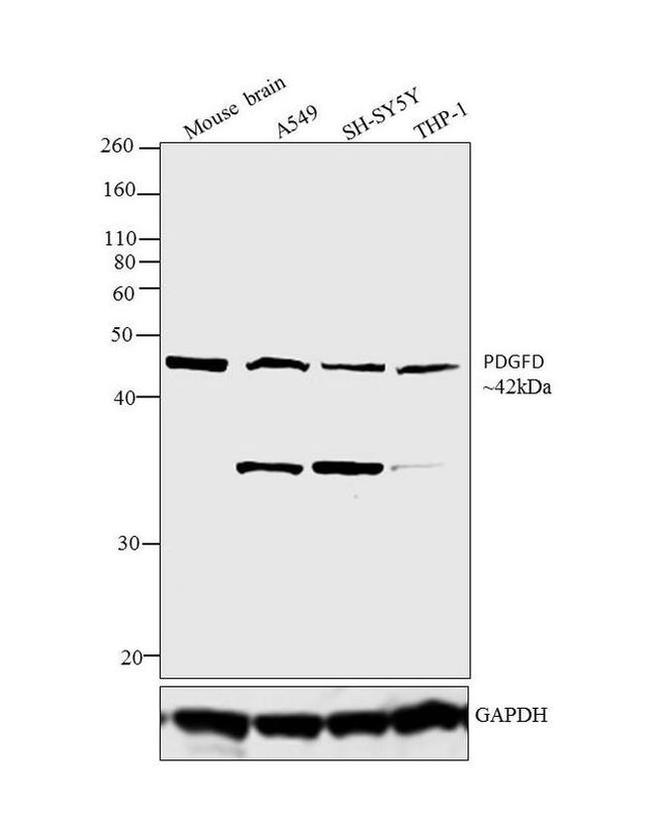 PDGF-D Antibody in Western Blot (WB)