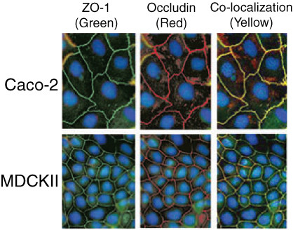 ZO-1 Antibody in Immunocytochemistry (ICC/IF)