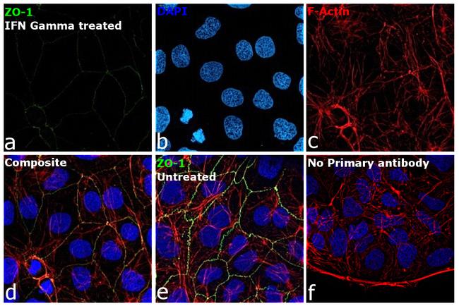 ZO-1 Antibody