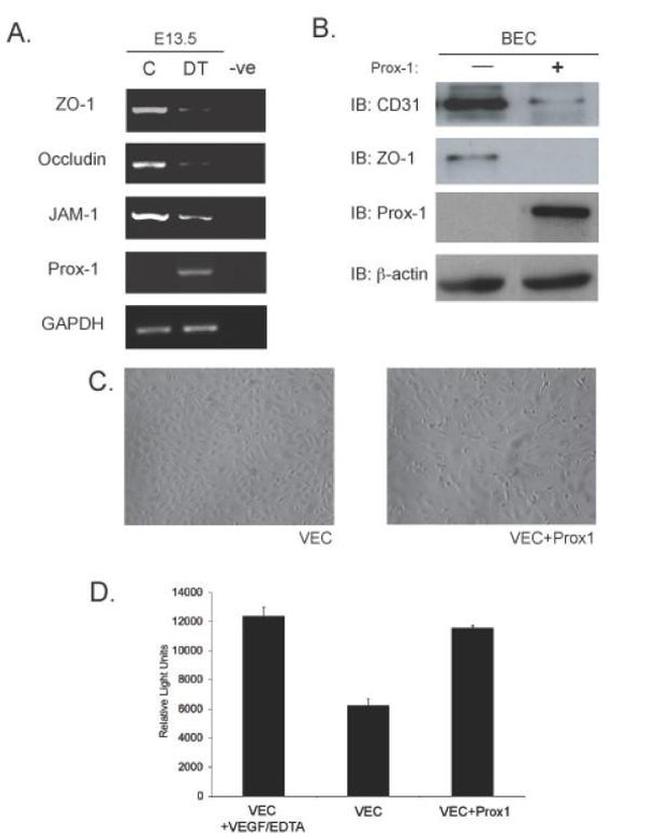 ZO-1 Antibody in Western Blot (WB)