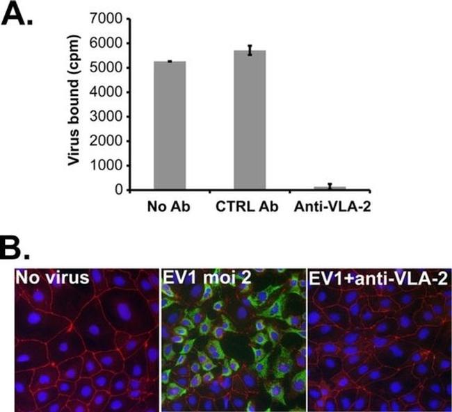 ZO-1 Antibody in Immunocytochemistry (ICC/IF)