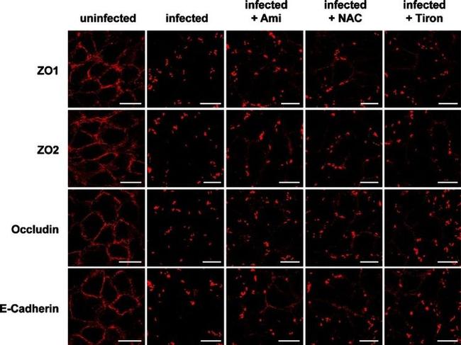 ZO-1 Antibody in Immunocytochemistry (ICC/IF)