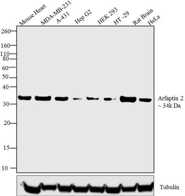 Arfaptin 2 Antibody in Western Blot (WB)