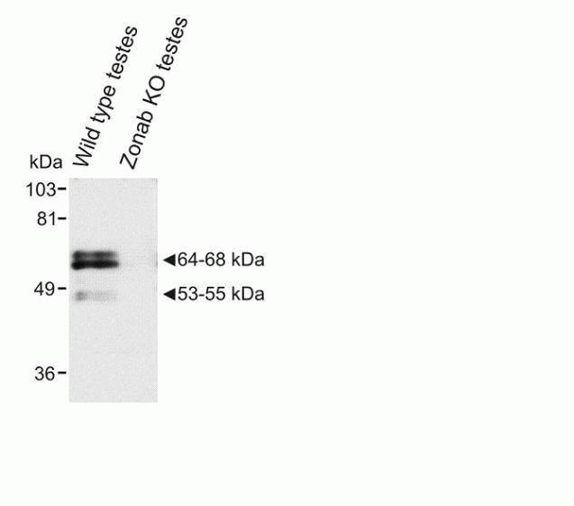 ZONAB Antibody in Western Blot (WB)