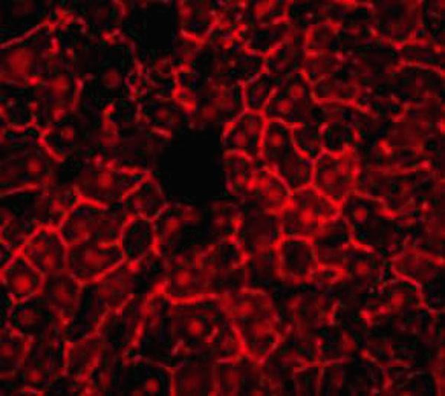 ZONAB Antibody in Immunohistochemistry (IHC)