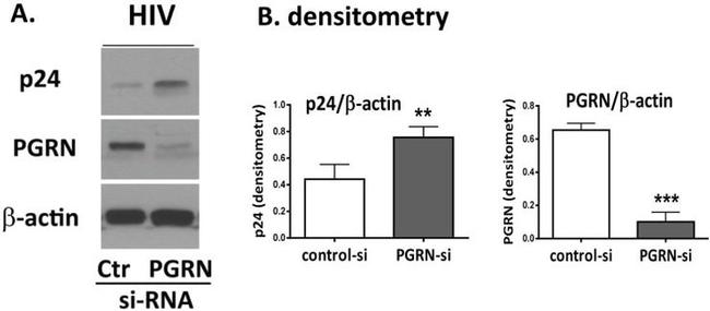 PCDGF Antibody in Western Blot (WB)