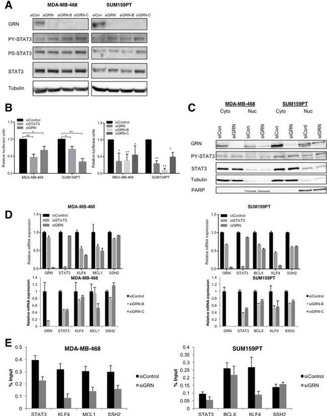 PCDGF Antibody in Western Blot (WB)