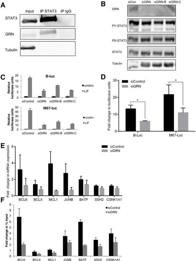 Granulins Antibody in Western Blot (WB)