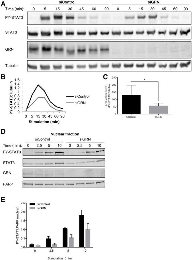 Granulins Antibody in Western Blot (WB)