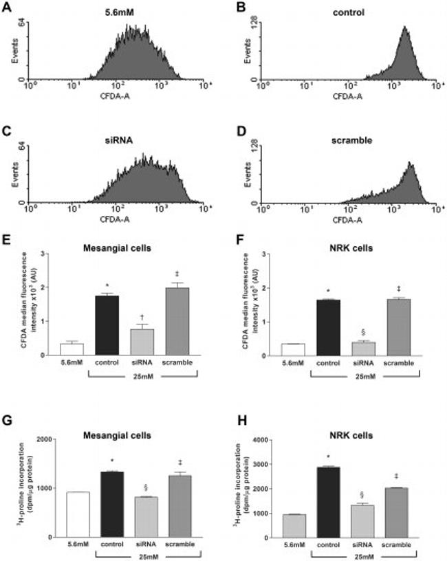 TXNIP Antibody in Flow Cytometry (Flow)