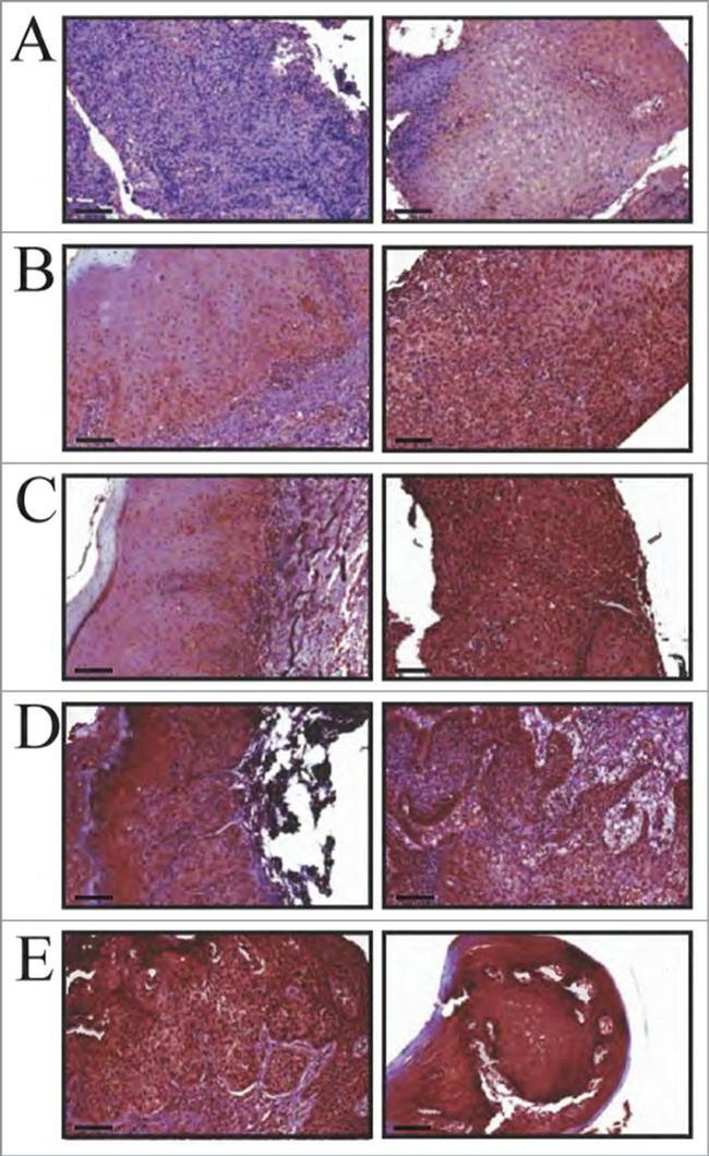 XTP4 Antibody in Immunohistochemistry (IHC)