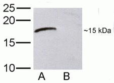 XTP4 Antibody in Western Blot (WB)