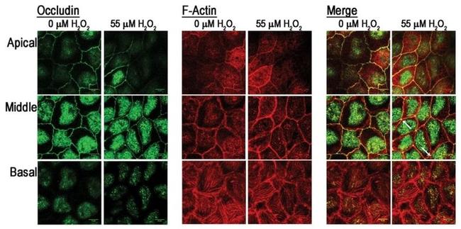 Occludin Antibody in Immunocytochemistry (ICC/IF)