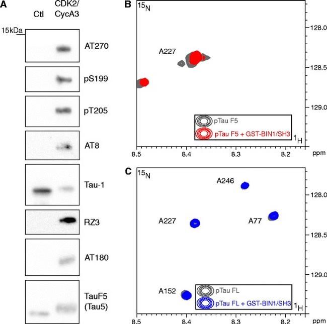 Phospho-Tau (Ser199) Antibody in Western Blot (WB)