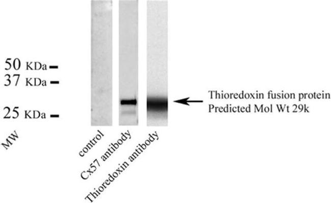 GJA10 Antibody in Western Blot (WB)