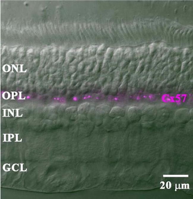 GJA10 Antibody in Immunohistochemistry (IHC)