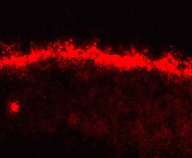 GJA10 Antibody in Immunohistochemistry (Frozen) (IHC (F))