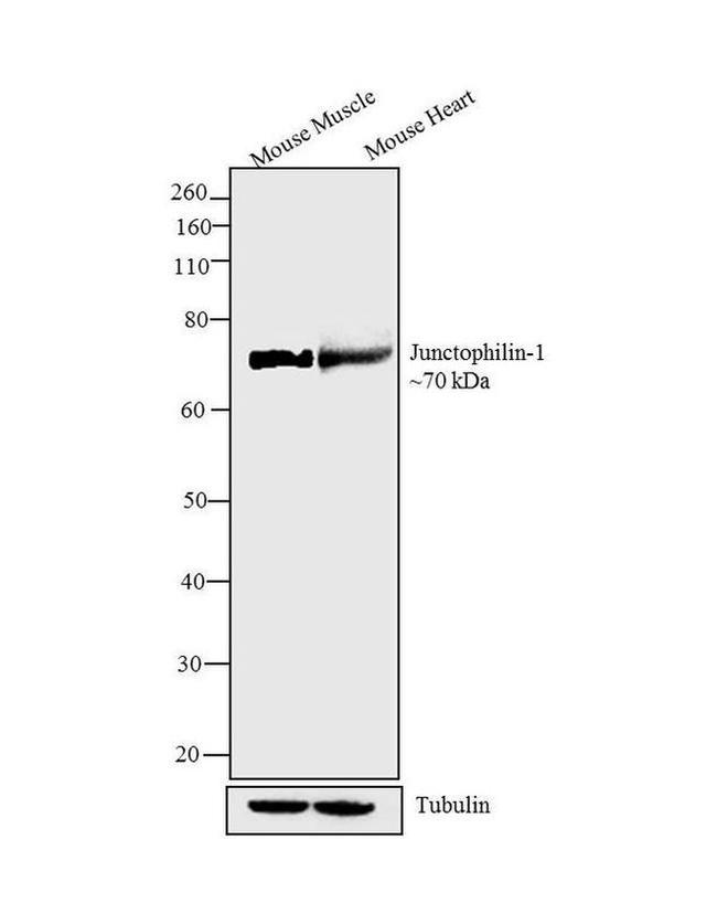 JPH1 Antibody in Western Blot (WB)