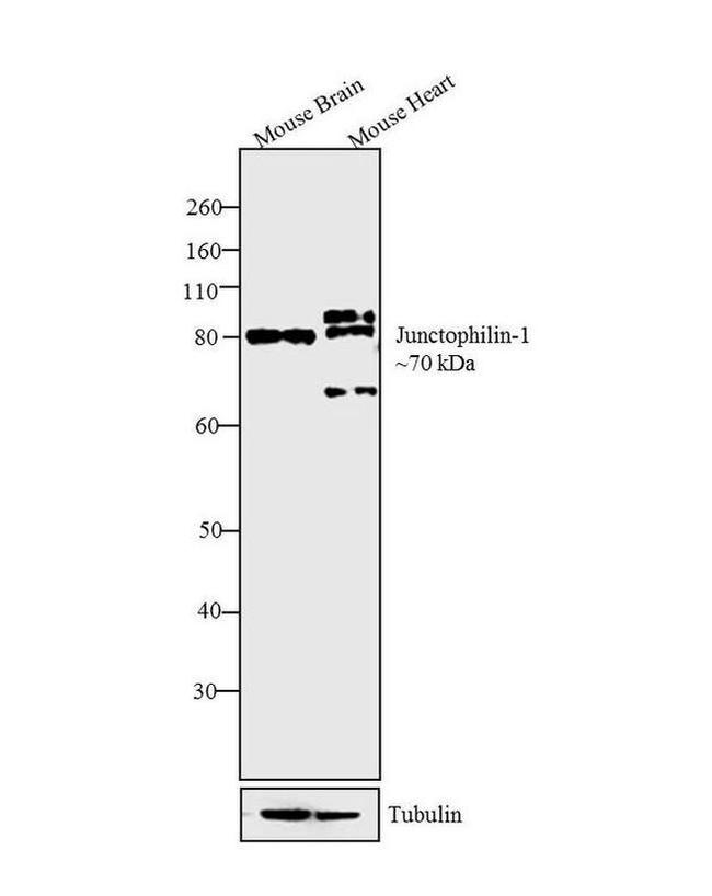 JPH2 Antibody in Western Blot (WB)