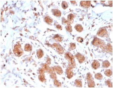 Lactotransferrin/Lactoferrin/LTF Antibody in Immunohistochemistry (Paraffin) (IHC (P))