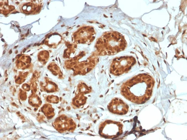 Lactotransferrin/Lactoferrin/LTF Antibody in Immunohistochemistry (Paraffin) (IHC (P))