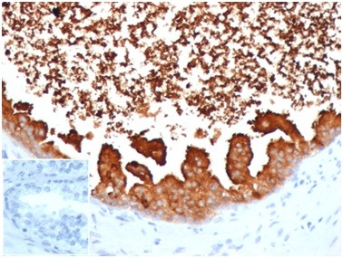 Lactotransferrin/Lactoferrin/LTF Antibody in Immunohistochemistry (Paraffin) (IHC (P))