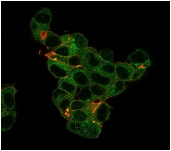 Lactotransferrin/Lactoferrin/LTF Antibody in Immunocytochemistry (ICC/IF)