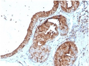 Lactotransferrin/Lactoferrin/LTF Antibody in Immunohistochemistry (Paraffin) (IHC (P))