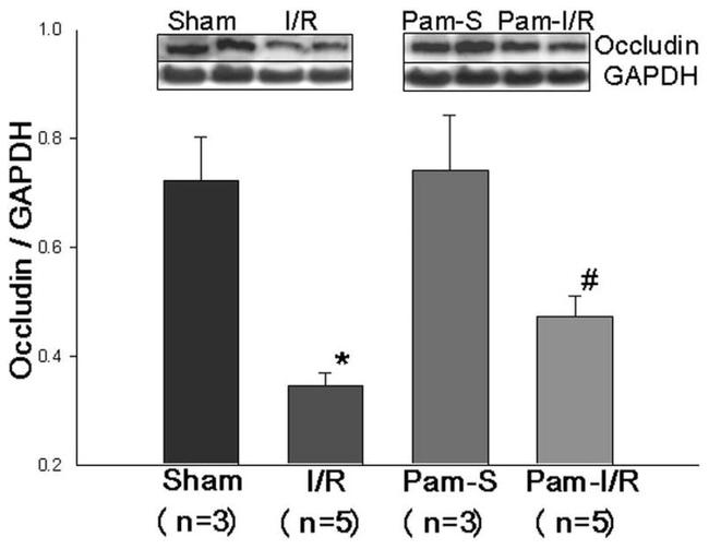 Occludin Antibody in Western Blot (WB)