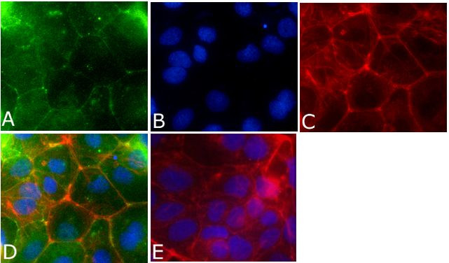 Occludin Antibody in Immunocytochemistry (ICC/IF)