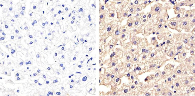 Occludin Antibody in Immunohistochemistry (Paraffin) (IHC (P))