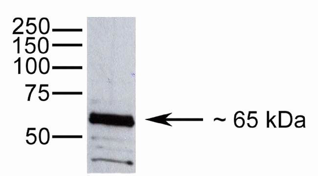 Occludin Antibody in Western Blot (WB)