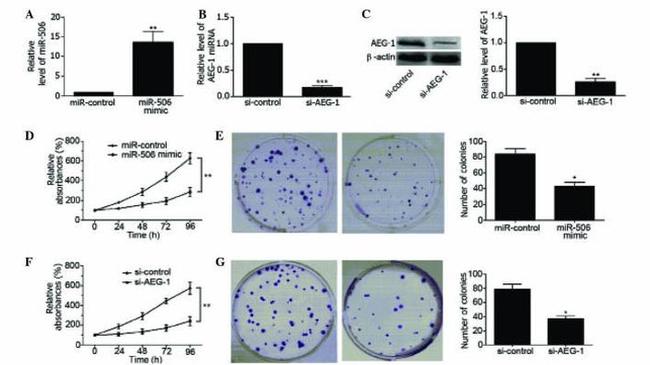 Metadherin Antibody in Western Blot (WB)