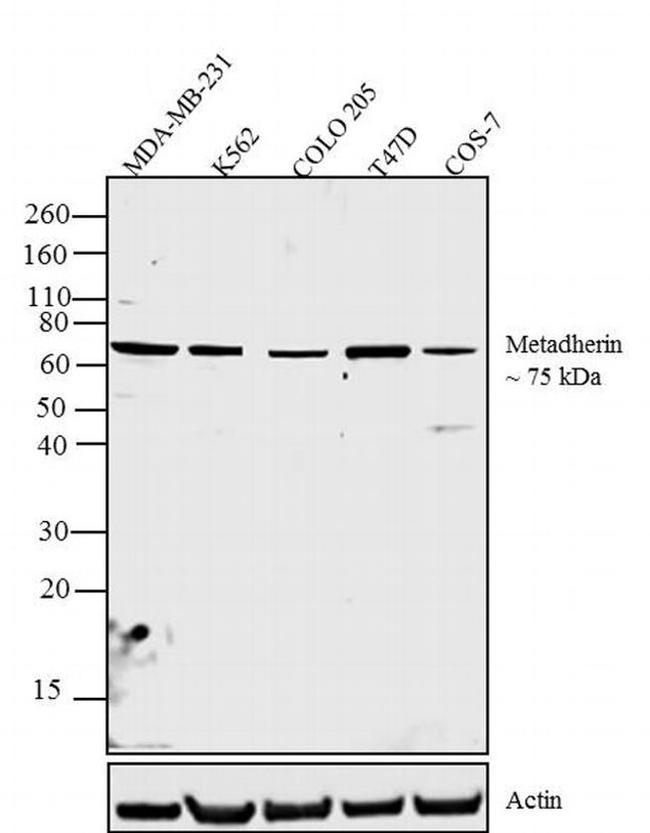 Metadherin Antibody in Western Blot (WB)