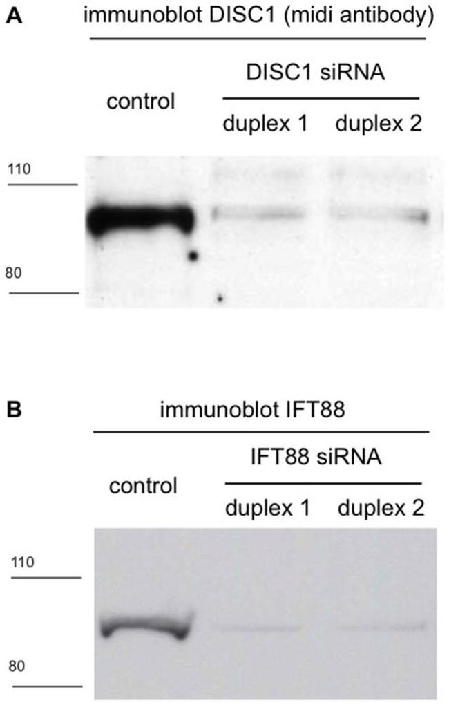 DISC1 Antibody in Western Blot (WB)