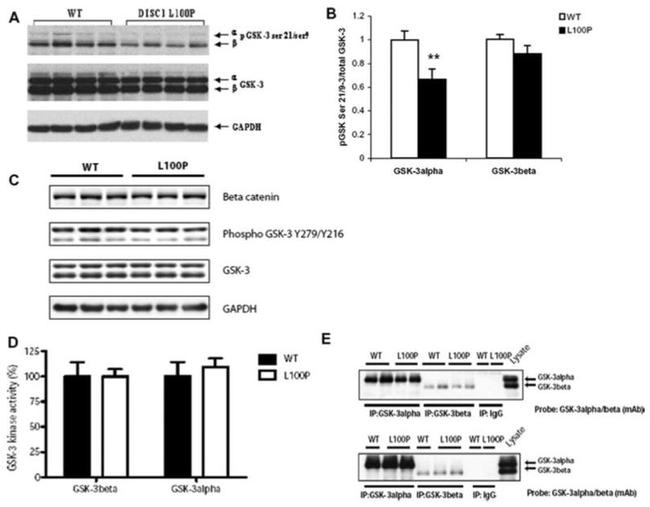 DISC1 Antibody in Western Blot (WB)