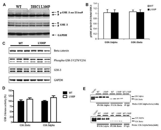 DISC1 Antibody in Western Blot (WB)