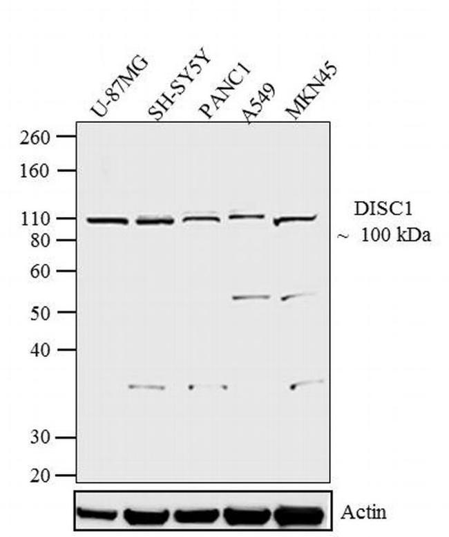 DISC1 Antibody in Western Blot (WB)