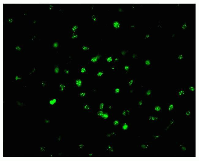 DISC1 Antibody in Immunohistochemistry (IHC)