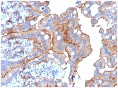 Lysozyme (Histiocytoma andMonocytic Acute Leukemia Marker) Antibody in Immunohistochemistry (Paraffin) (IHC (P))