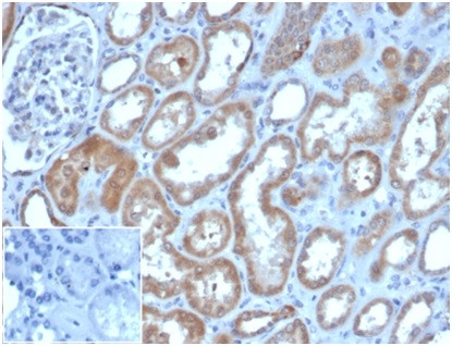 Lysozyme (Histiocytoma andMonocytic Acute Leukemia Marker) Antibody in Immunohistochemistry (Paraffin) (IHC (P))