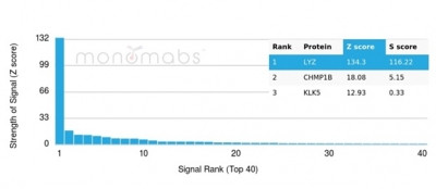 Lysozyme (Histiocytoma and Monocytic Acute Leukemia Marker) Antibody in Peptide array (ARRAY)