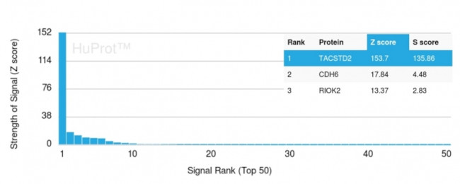 TACSTD2/TROP2 Antibody in Peptide array (ARRAY)