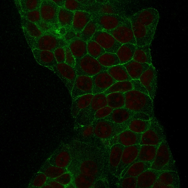 TACSTD2/TROP2 Antibody in Immunocytochemistry (ICC/IF)