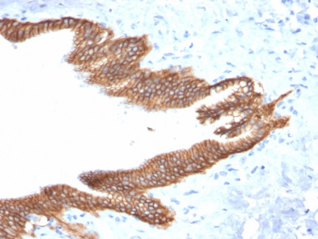 TACSTD2/TROP2 Antibody in Immunohistochemistry (Paraffin) (IHC (P))