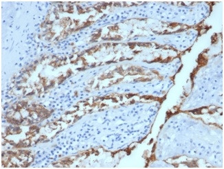 Ep-CAM/CD326 (Extracellular Domain) (Epithelial Marker) Antibody in Immunohistochemistry (Paraffin) (IHC (P))