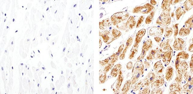 Connexin 30.2 Antibody in Immunohistochemistry (Paraffin) (IHC (P))